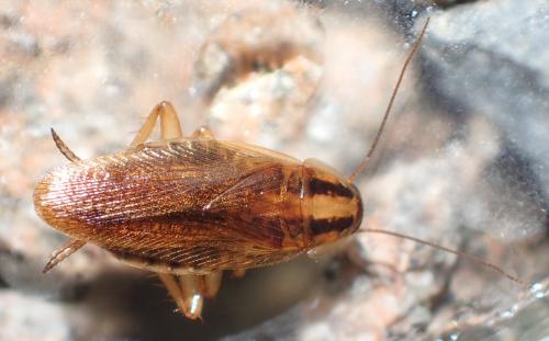 Blattella germanica
